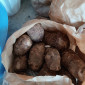 Taro